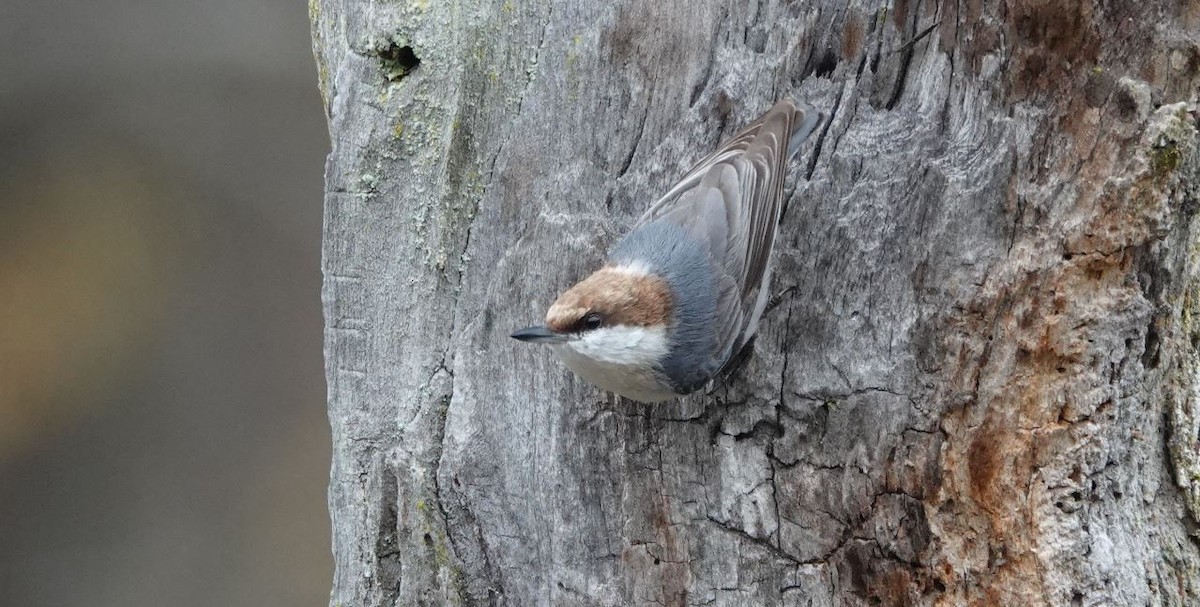 Brown-headed Nuthatch - ML545109121