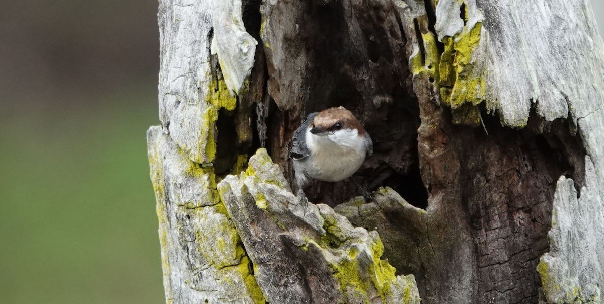 Brown-headed Nuthatch - ML545109131