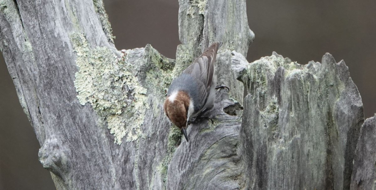 Brown-headed Nuthatch - ML545109141