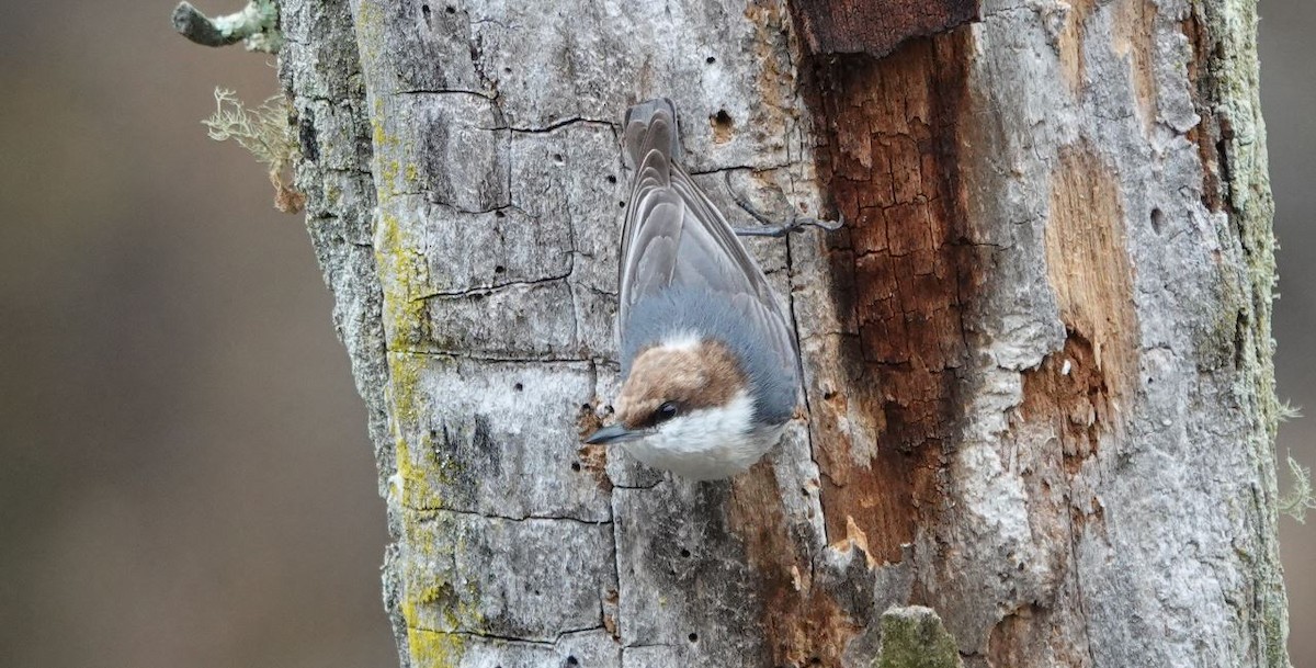Brown-headed Nuthatch - ML545109161