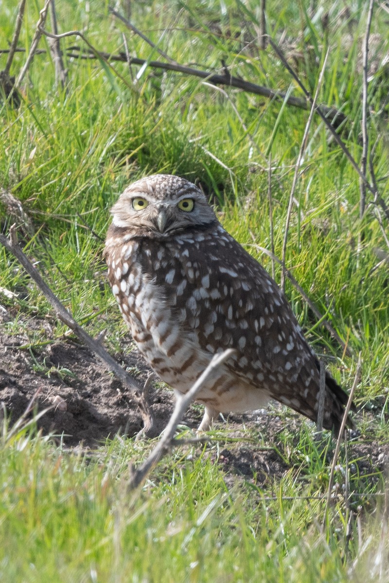 Burrowing Owl - ML545109311