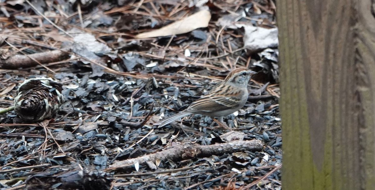 Chipping Sparrow - William Boyes