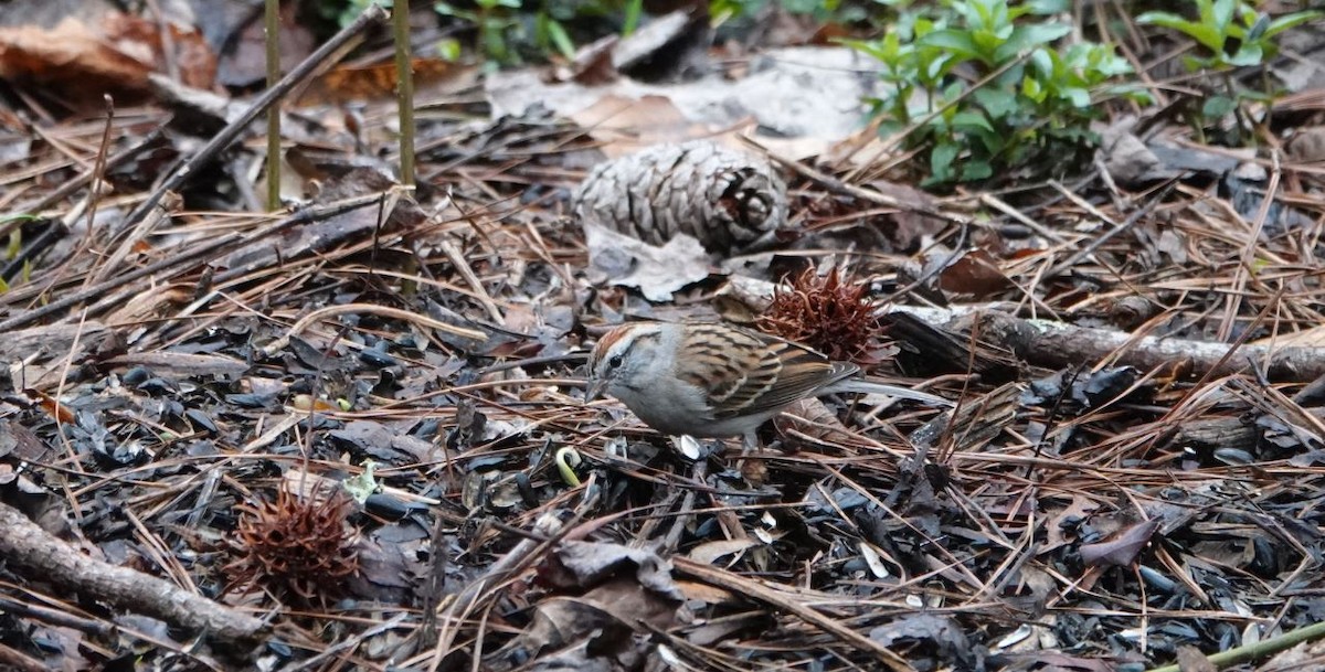 Chipping Sparrow - ML545110981