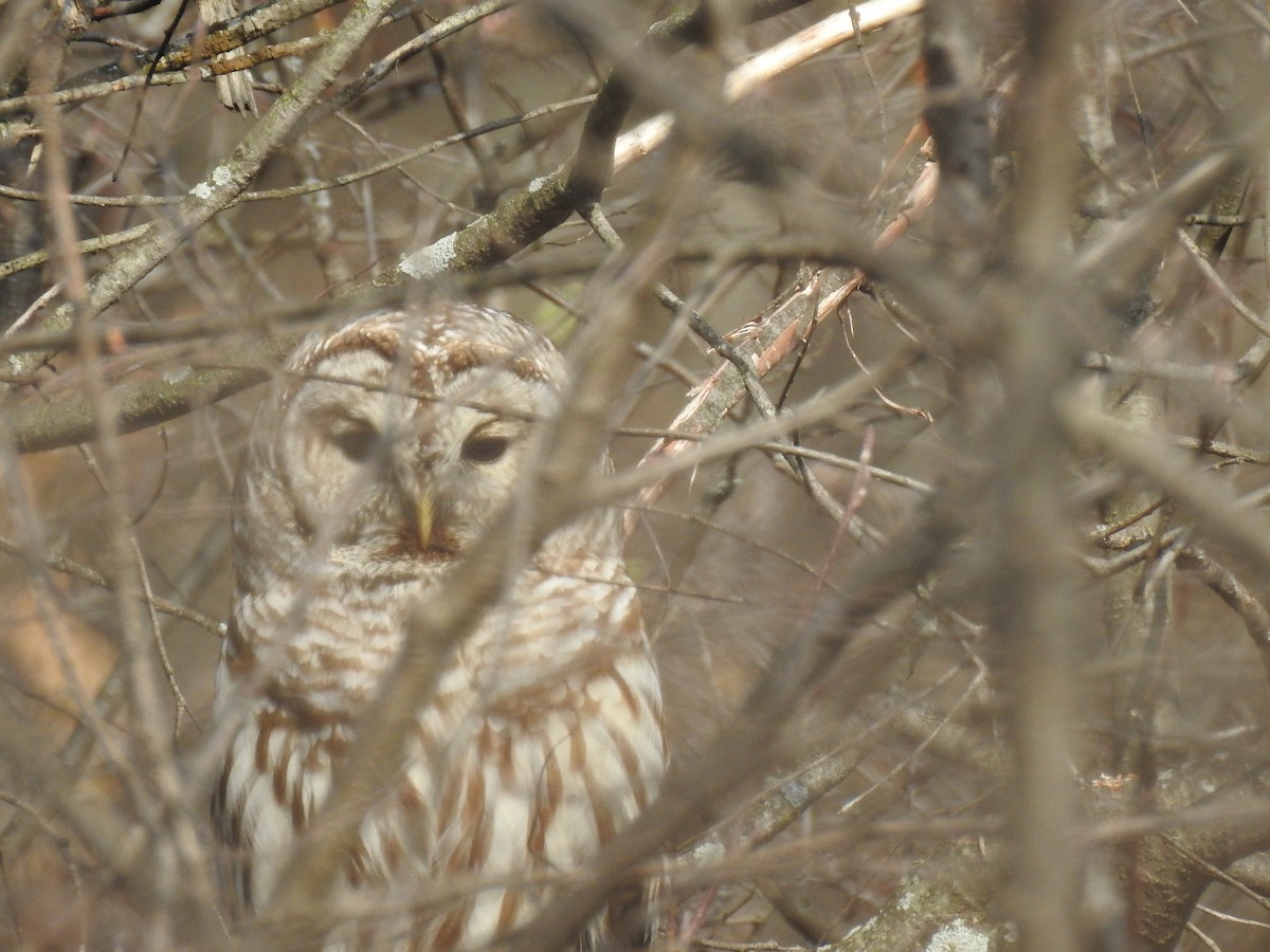 Barred Owl - ML54511131