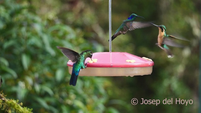 kolibřík modrouchý - ML545111911