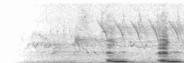  - Southern Ground-Hornbill