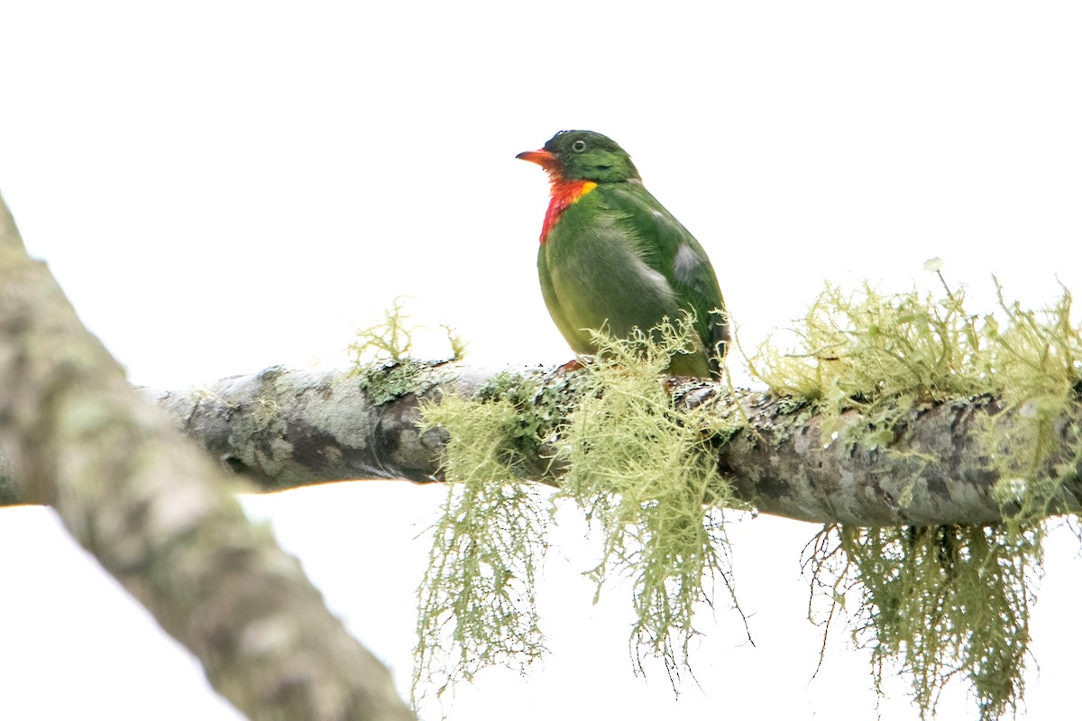Fiery-throated Fruiteater - Sue Barth