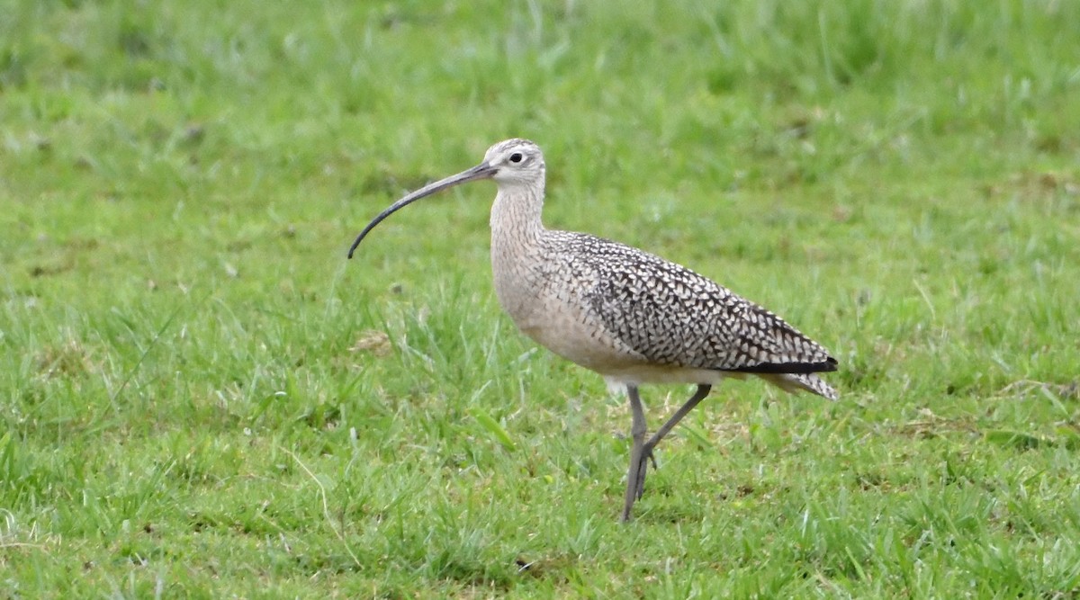 Long-billed Curlew - James Pasola