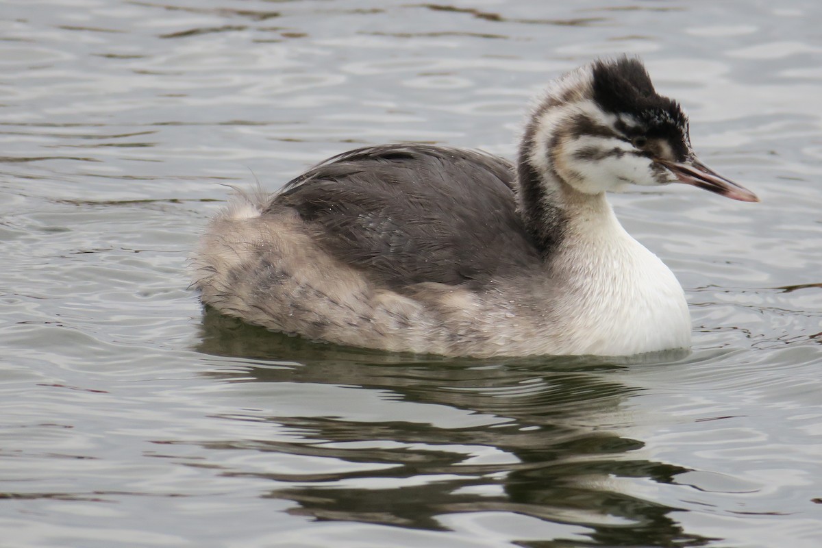 Great Crested Grebe - ML545117091