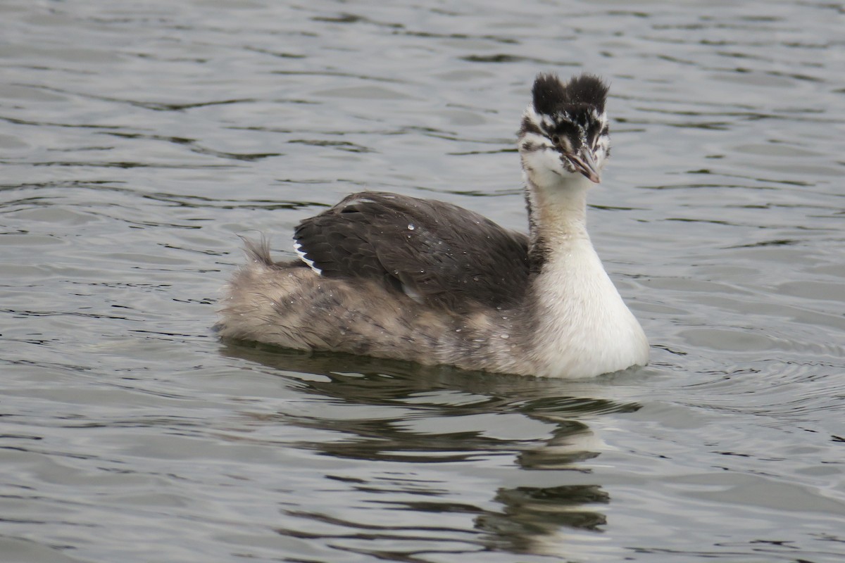 Great Crested Grebe - ML545117111