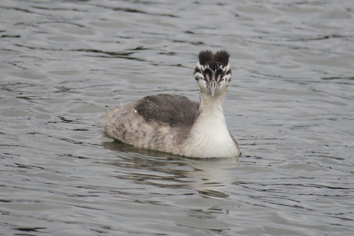 Great Crested Grebe - ML545117121