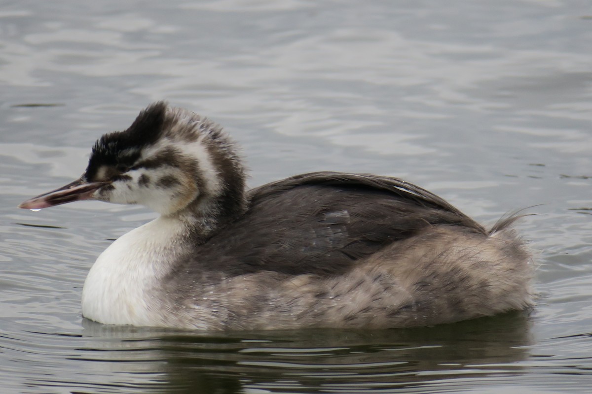 Great Crested Grebe - ML545117131