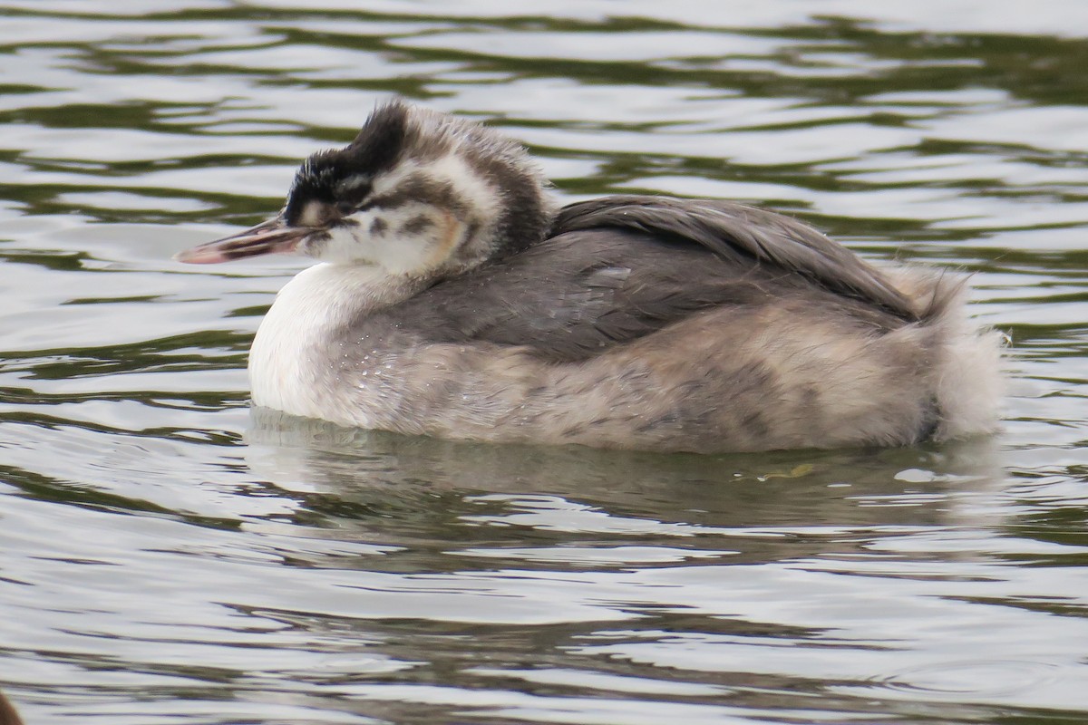 Great Crested Grebe - ML545117151