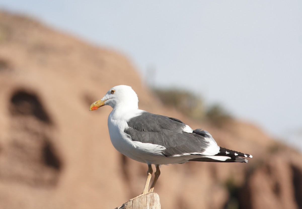 Yellow-footed Gull - ML545117161