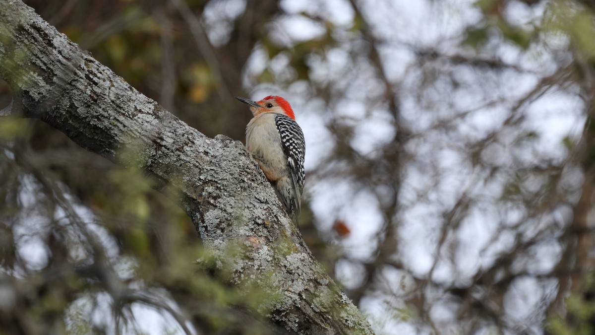 Red-bellied Woodpecker - ML545120951