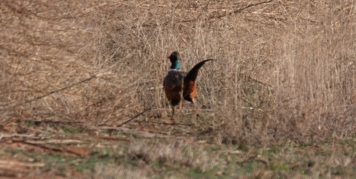 Ring-necked Pheasant - ML545121341