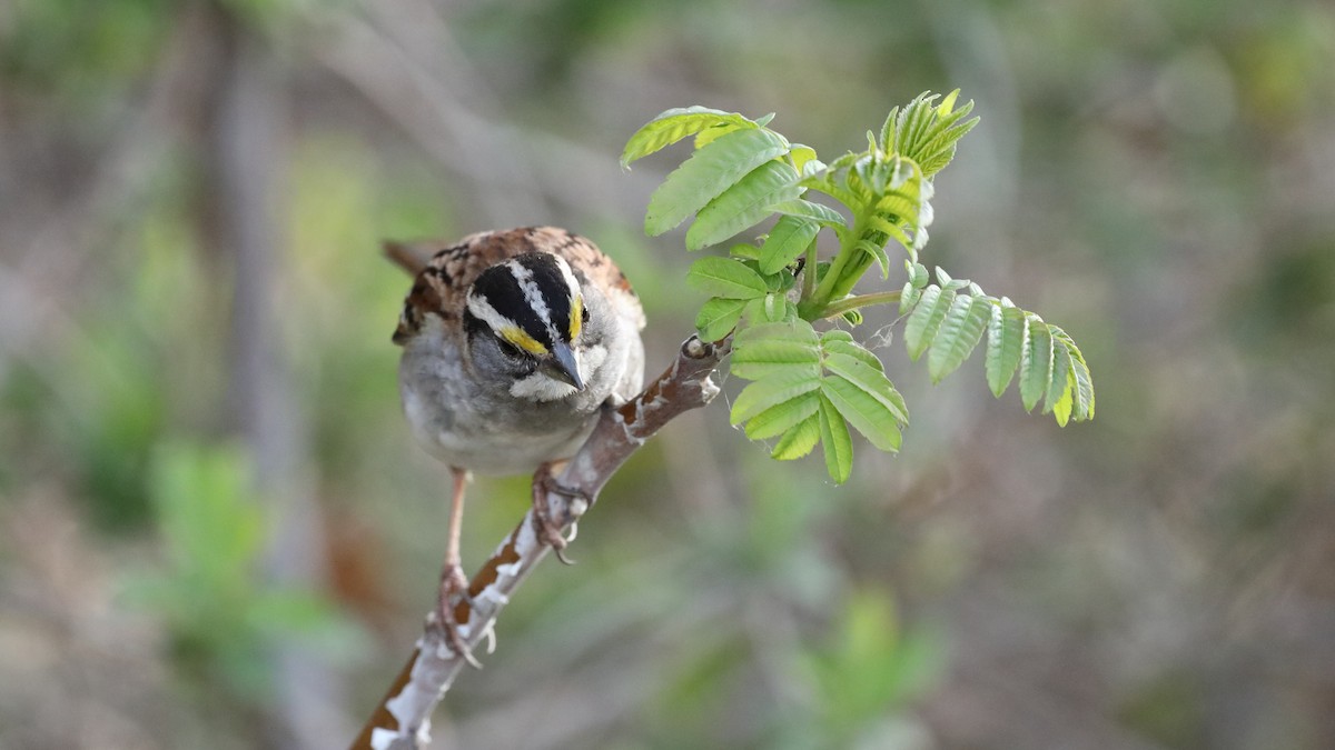 White-throated Sparrow - ML545121561
