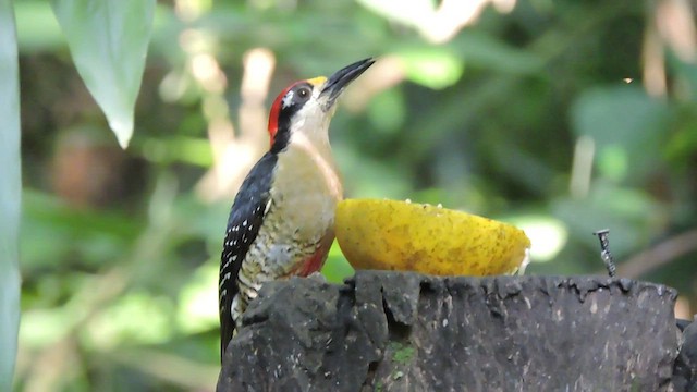 Black-cheeked Woodpecker - ML545130191