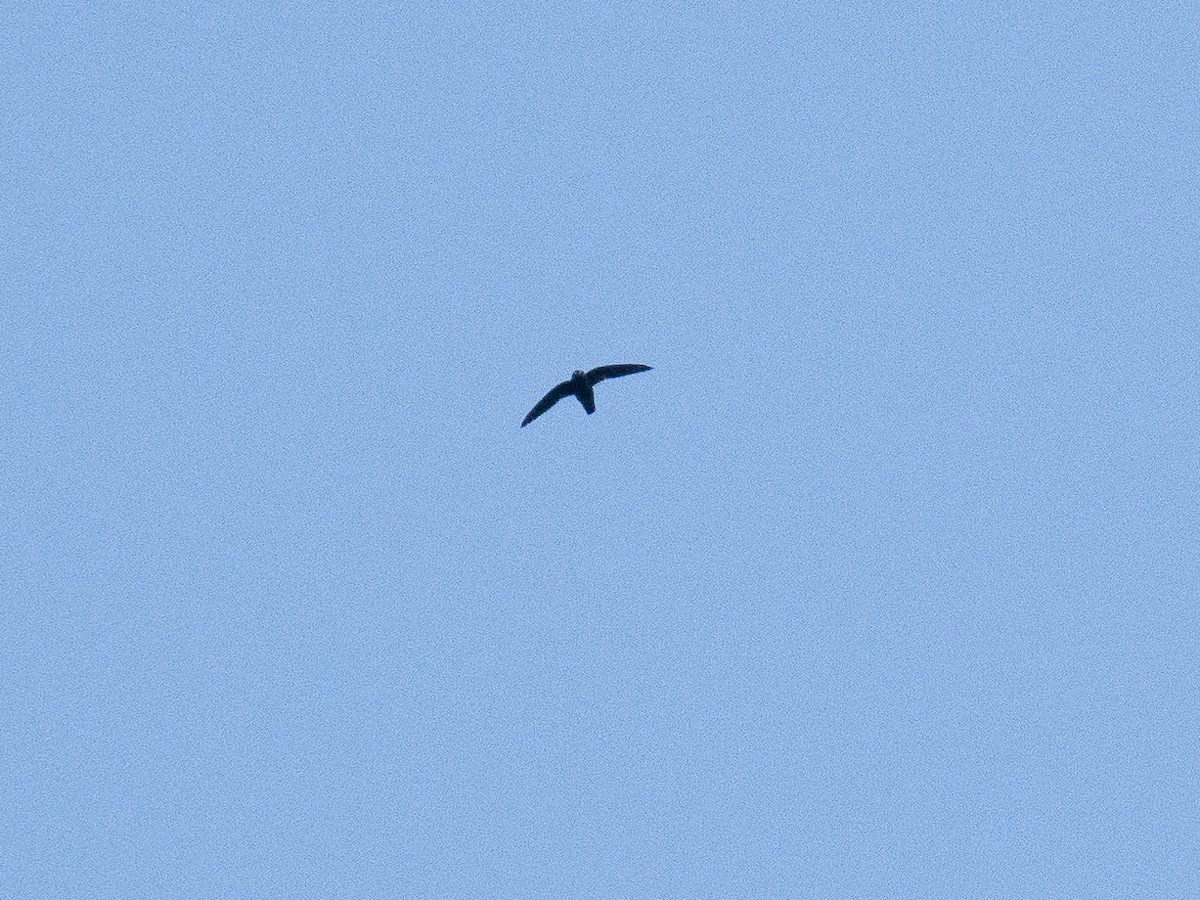 Spot-fronted Swift - ML545133471