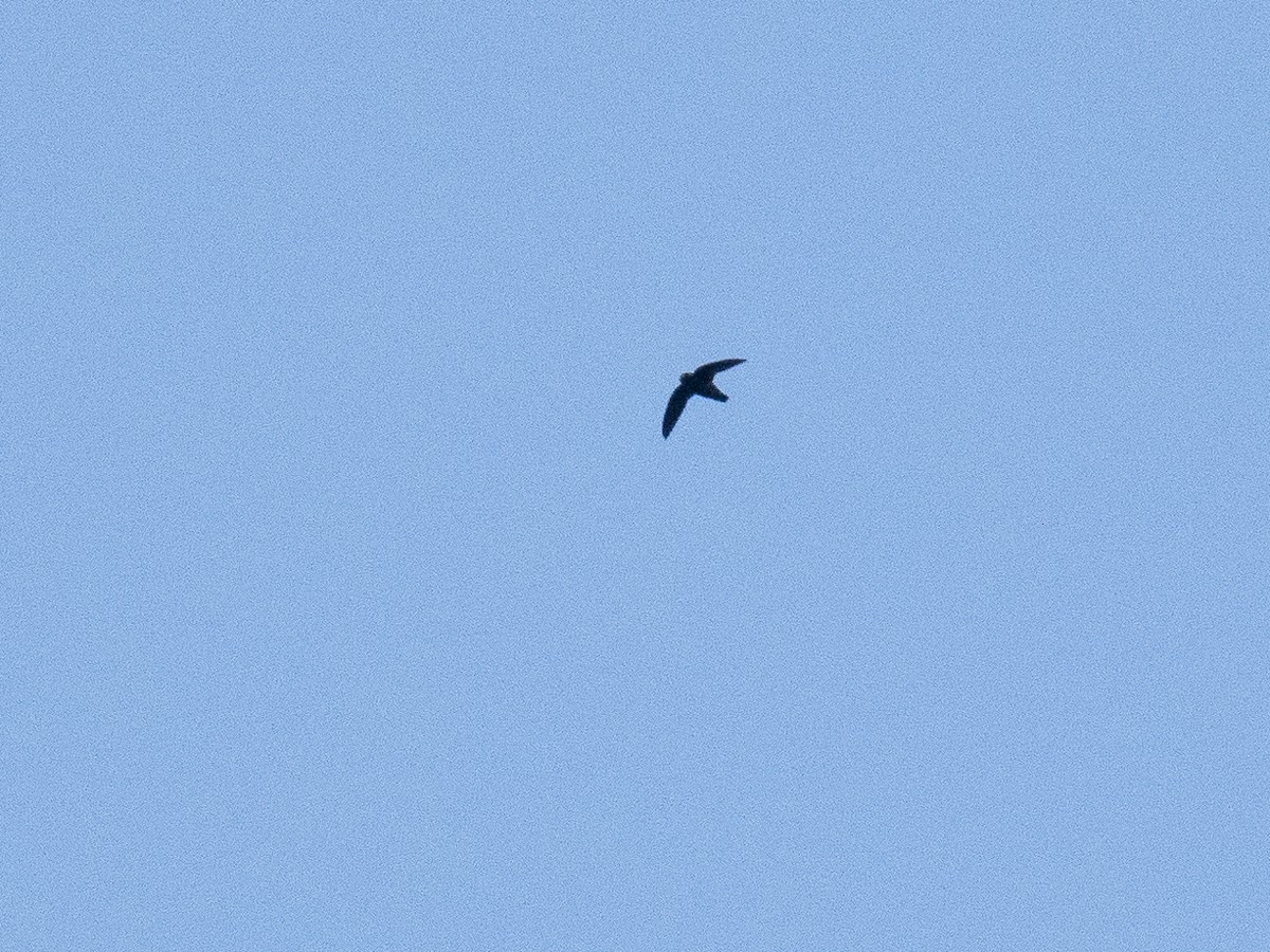 Spot-fronted Swift - ML545133481
