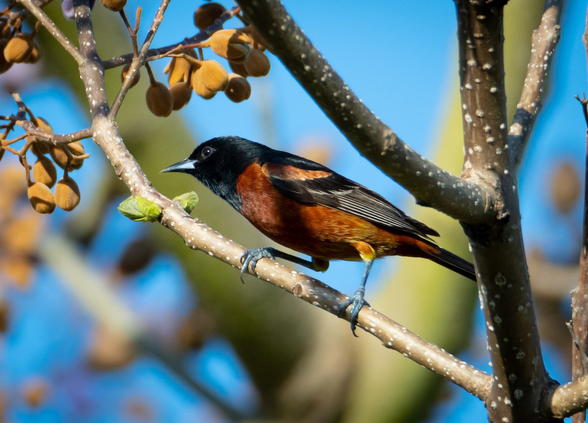 Orchard Oriole - ML545135681
