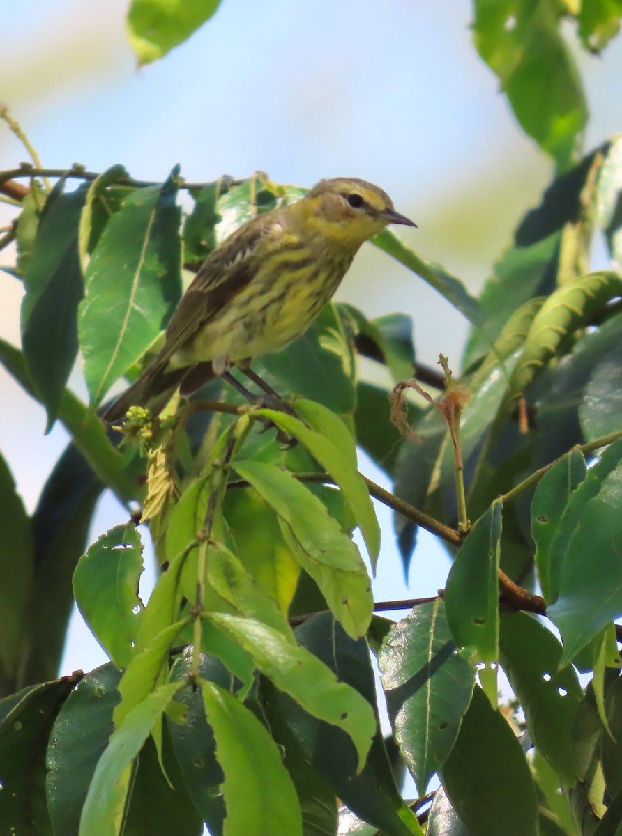 Cape May Warbler - ML545137561