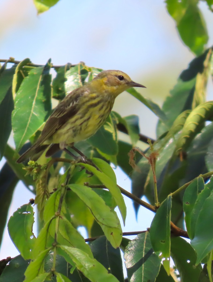 Cape May Warbler - ML545137641
