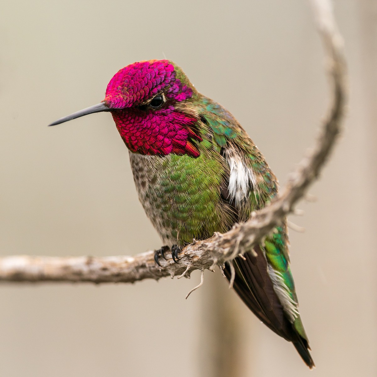 Anna's Hummingbird - ML545138261