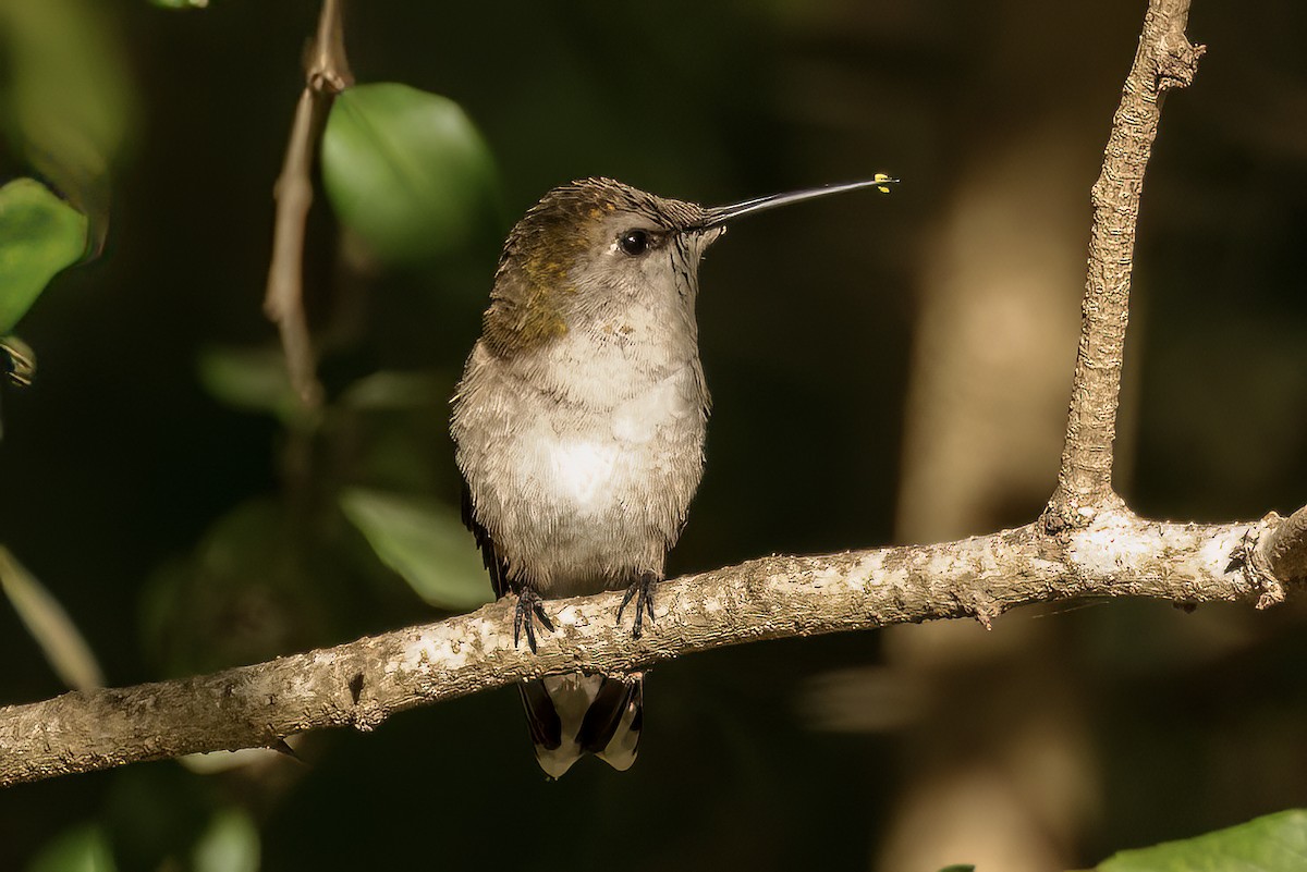 Black-chinned Hummingbird - ML545142011