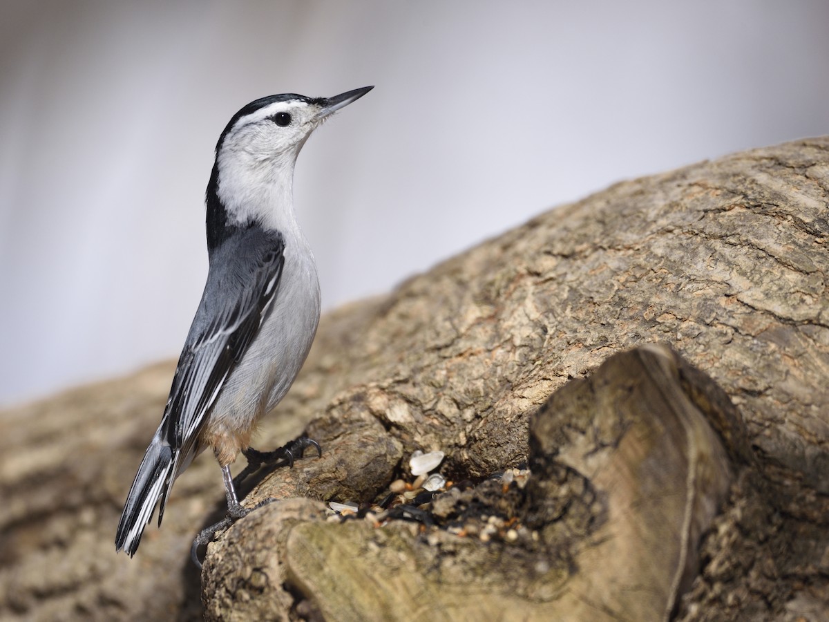 White-breasted Nuthatch - ML545142411