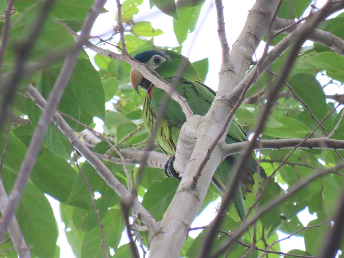 Red-shouldered Macaw (Southern) - Hugo Foxonet