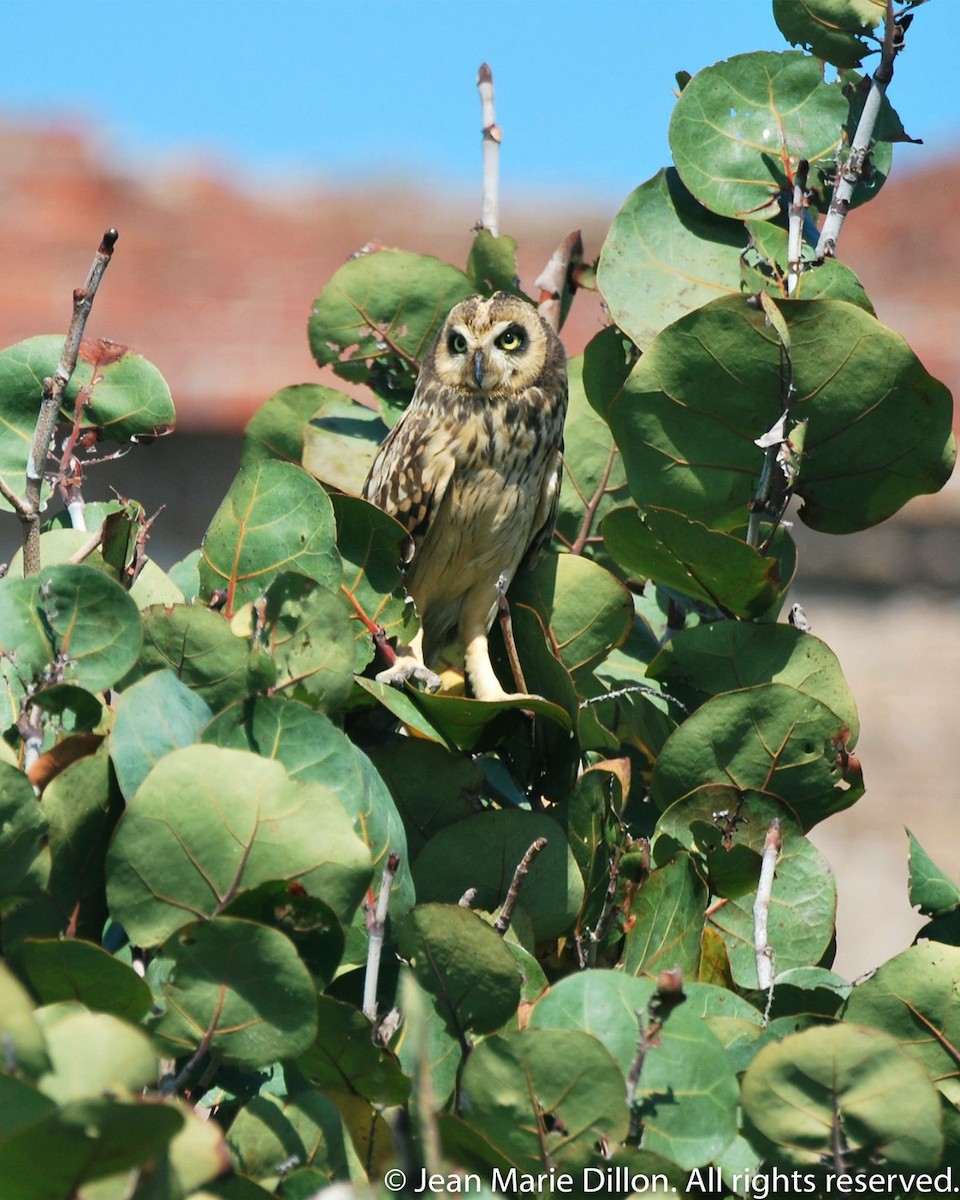 Short-eared Owl (Antillean) - ML54514821