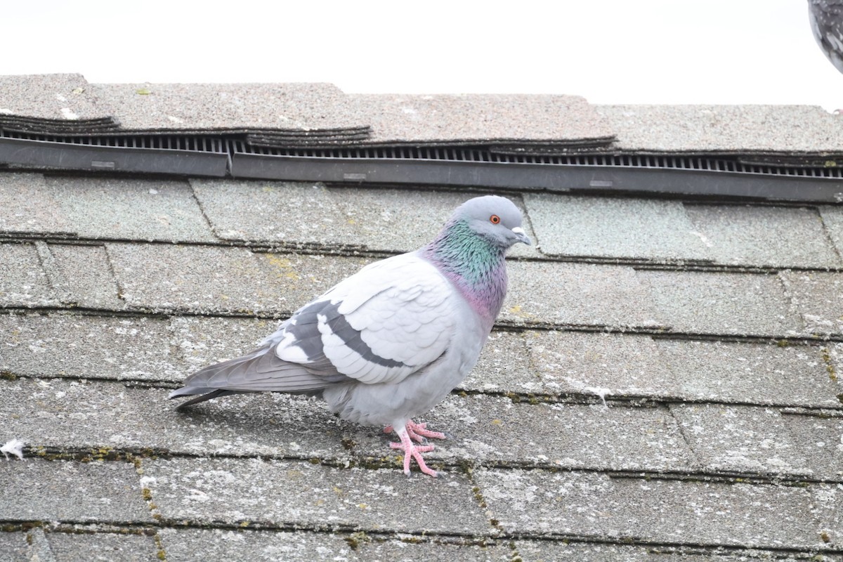 Rock Pigeon (Feral Pigeon) - ML545149151