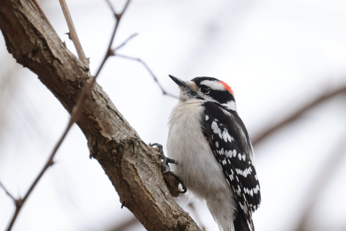 Downy Woodpecker - ML545149281