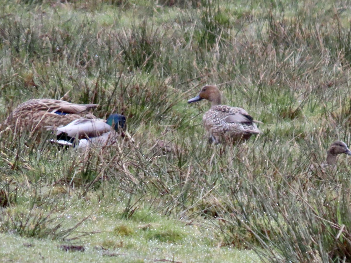 Northern Pintail - ML545153181