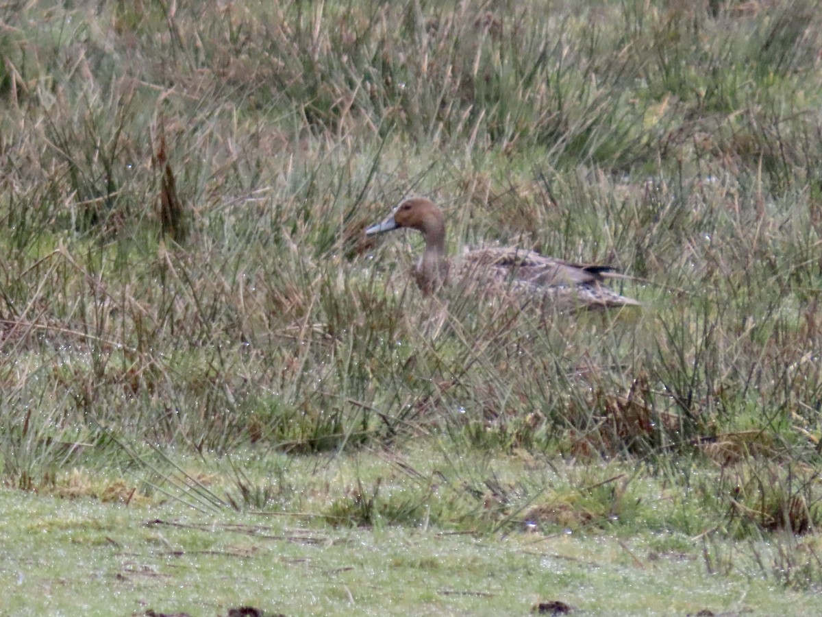 Northern Pintail - ML545153191