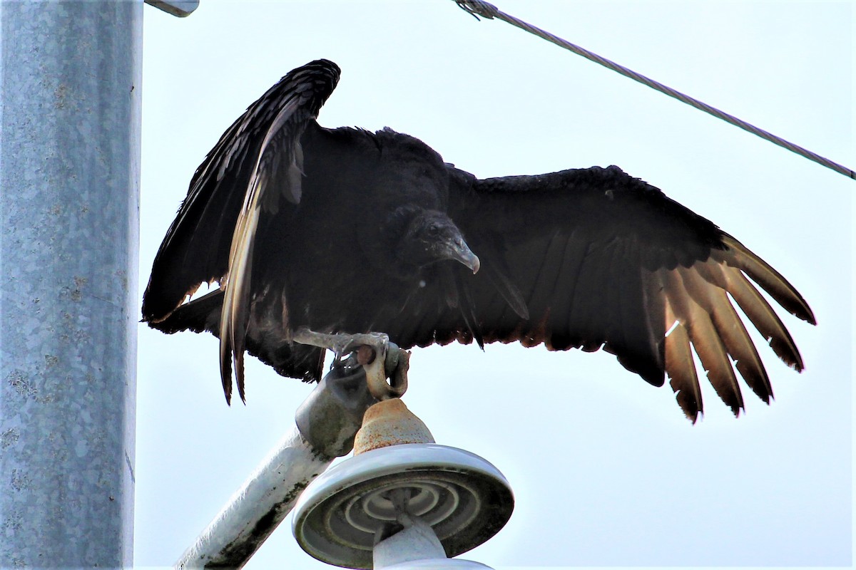 Black Vulture - ML54515341