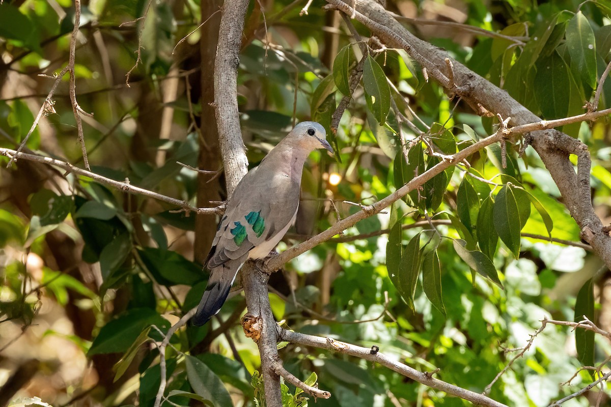 Emerald-spotted Wood-Dove - ML545154521