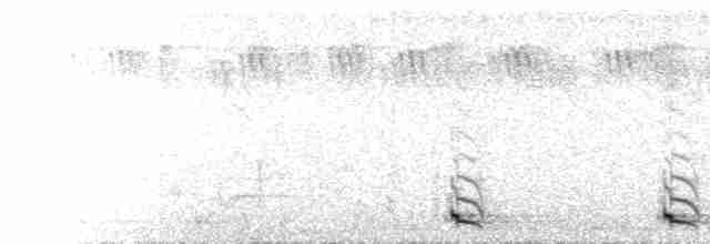  - Green Barbet (Green)