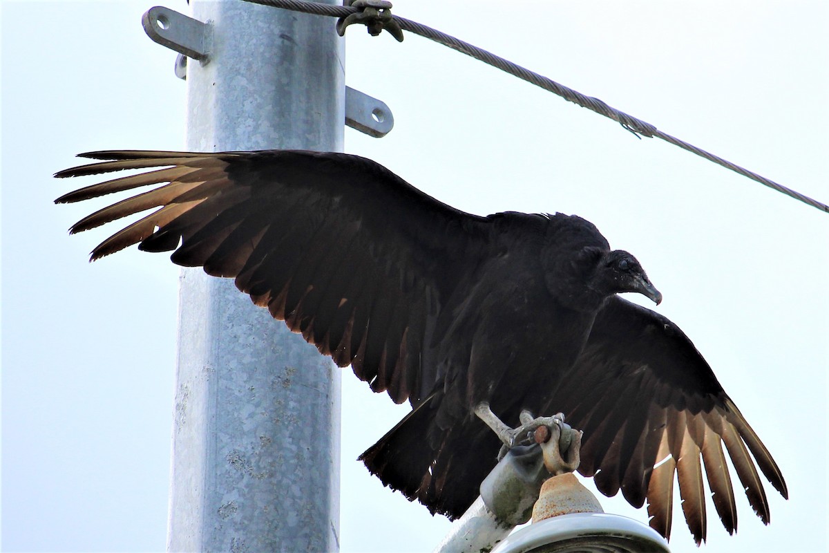 Black Vulture - ML54515661