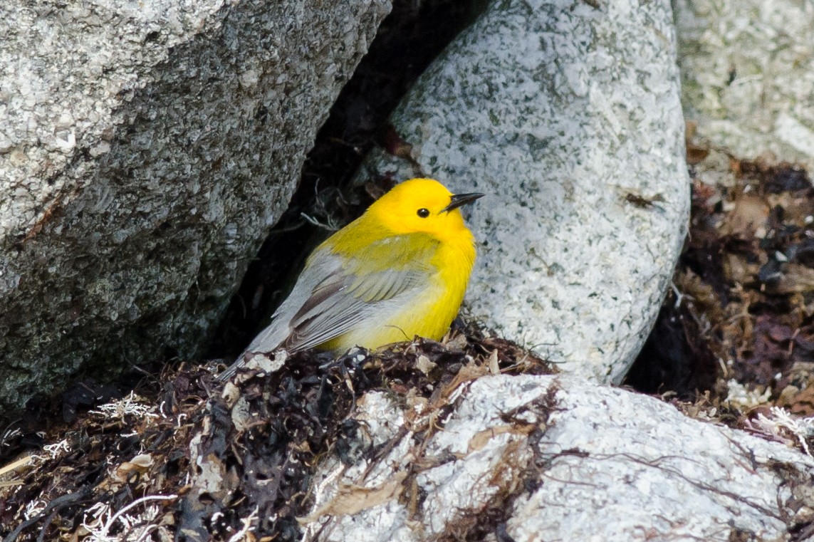 Prothonotary Warbler - ML54515841