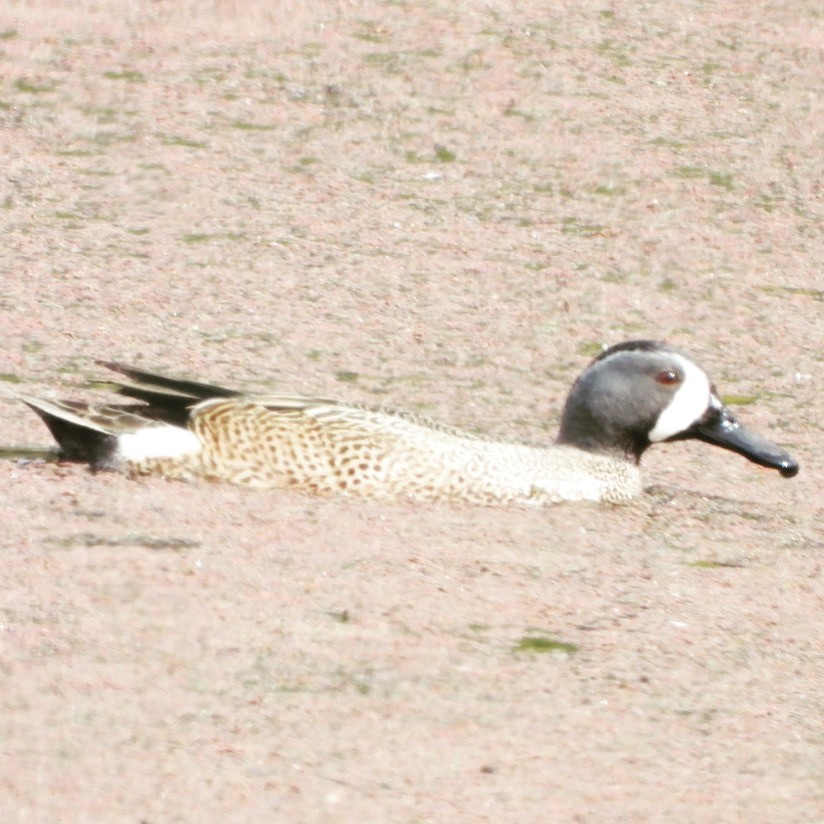Blue-winged Teal - ML545159121