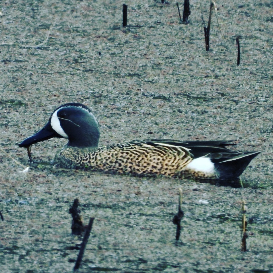Blue-winged Teal - ML545159131