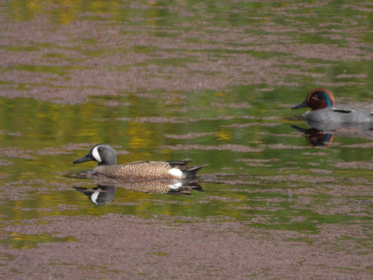 Blue-winged Teal - ML545159201
