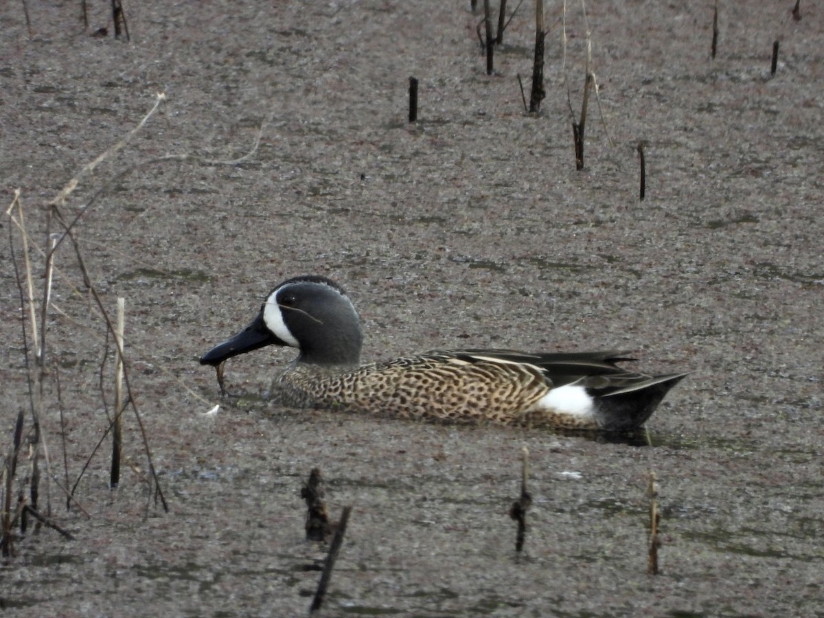Blue-winged Teal - ML545159211