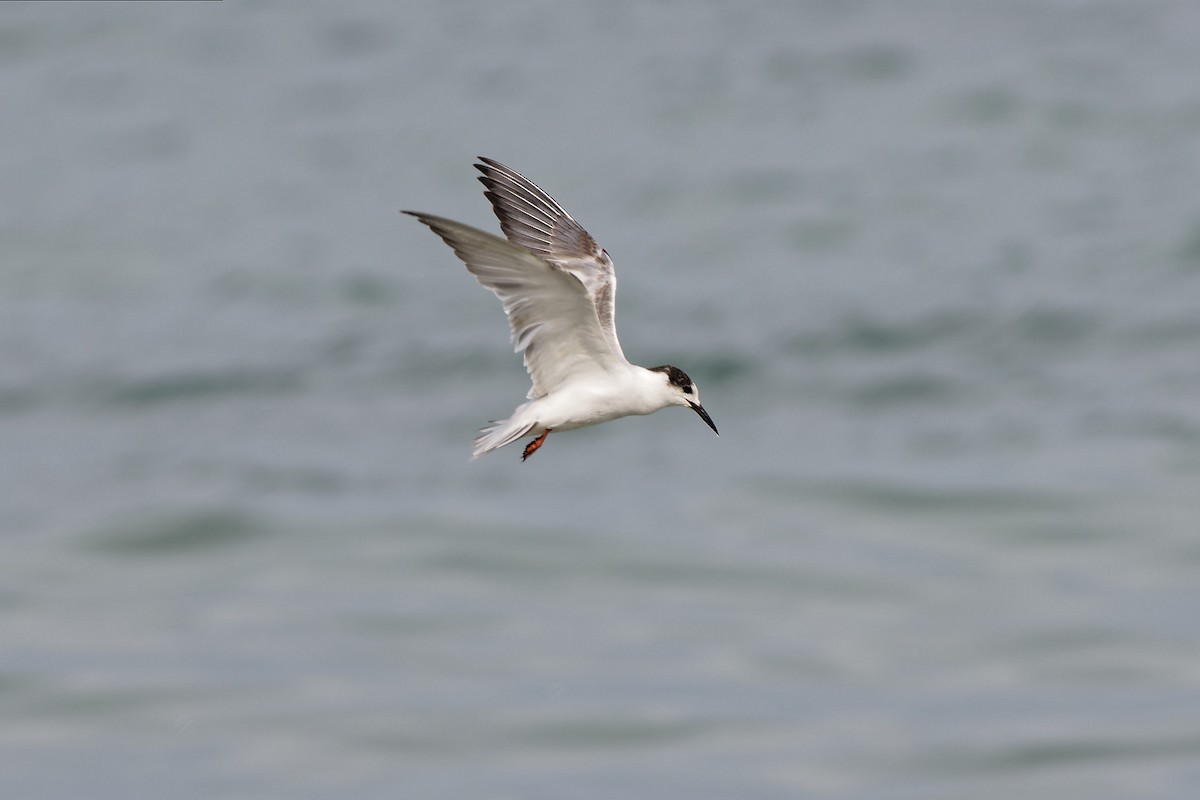 Common Tern - ML545159301