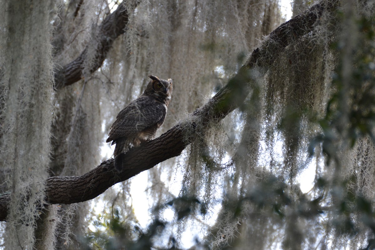 Great Horned Owl - ML545159611