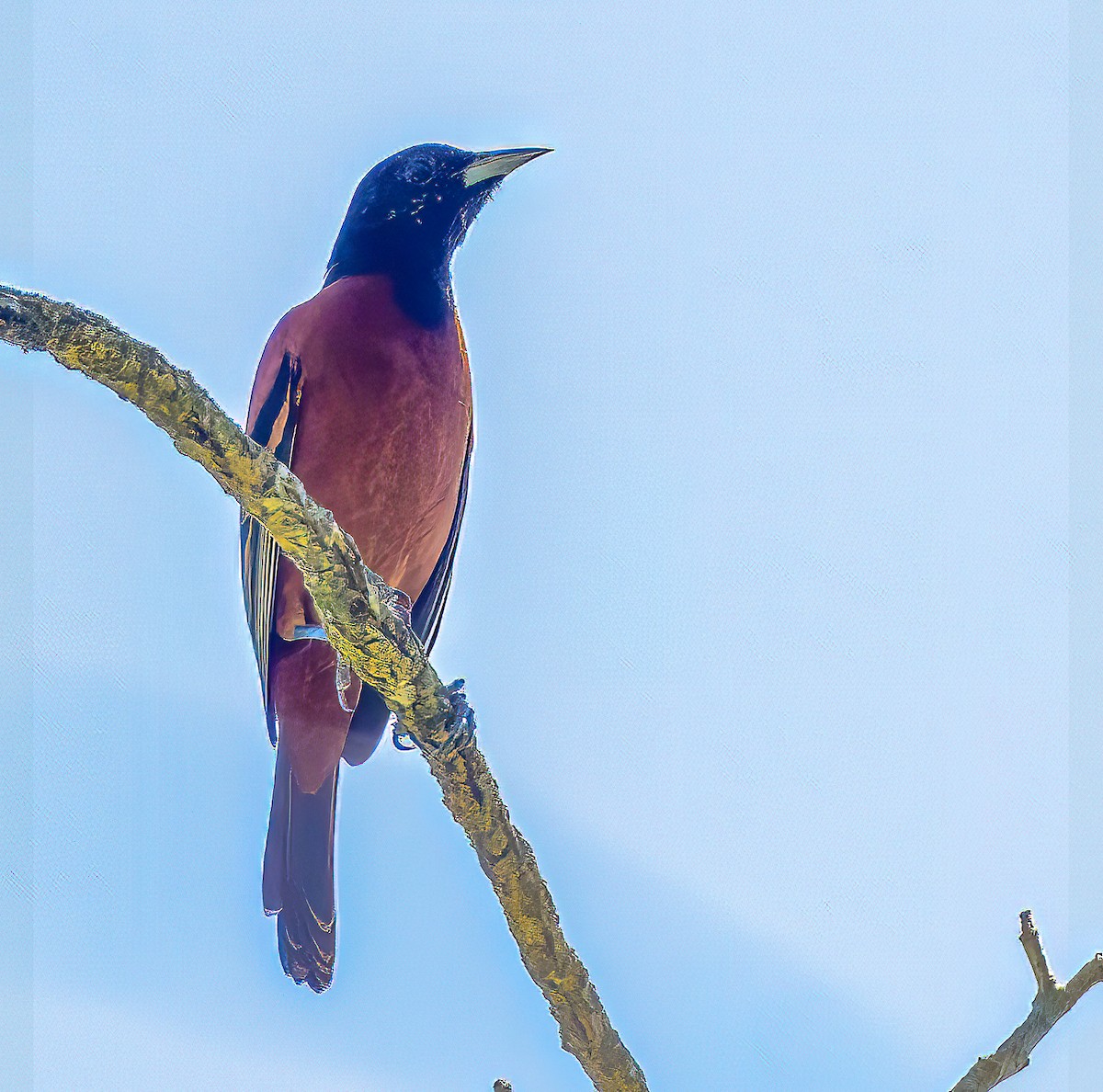 Orchard Oriole - ML545162611