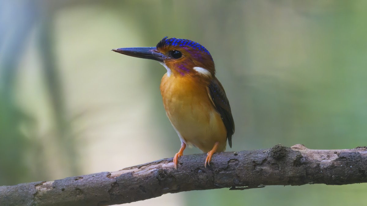Sulawesi Dwarf-Kingfisher - ML545163681