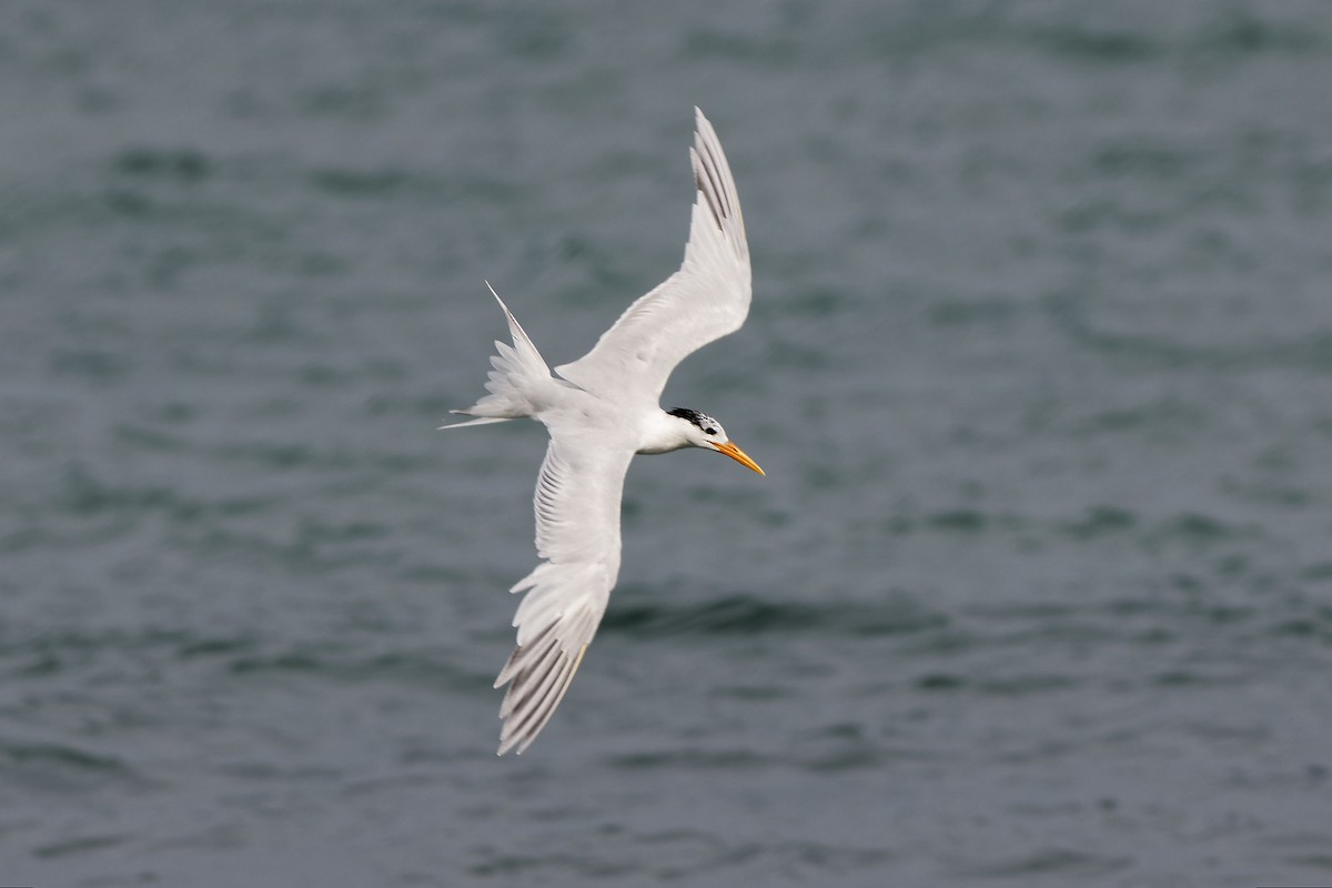 West African Crested Tern - ML545166241